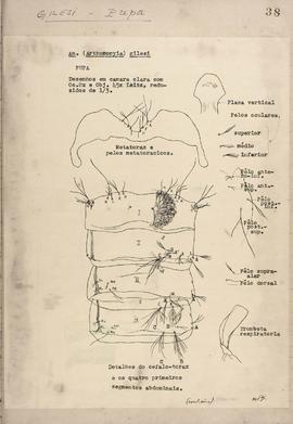Anopheles gilesi (Neiva, 1908) pupa, detalhes do cefalotórax e dos quatro primeiros segmentos abd...