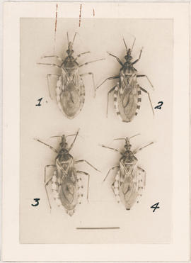Espécimes T. sordida e T. pseudomaculada. Fig. 5- T. sordida macho, 6- T. pseudomaculata fêmea, 7...