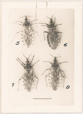 Espécimes T. sordida e T. pseudomaculada. Fig  1- T. Sordida fêmea, 2- T. pseudomaculada macho, 3...
