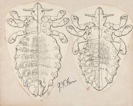 Hameatopinus eurysternus (Nitzsch, 1818)