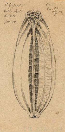 Chagasia fajardi (Lutz, 1904)